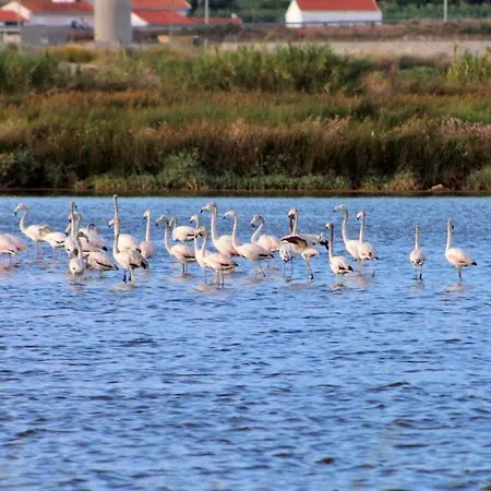 Stella Di Mare Local Figueira da Foz